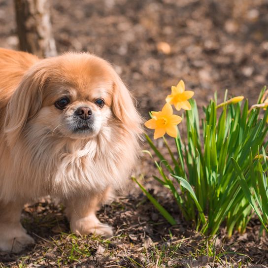 Pekinese Hund in blond mit Schlappohren hat ein langes helles Fell, kleine Hunderasse mit sehr kurzer Schnauze gelten als Qualzucht