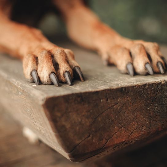 Hand, Holz, Finger eines Rhodesian Ridgeback Hund Pfoten, lange Nägel beim Ridgeback, großer brauner Hund