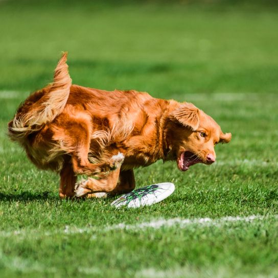 roter Hund jagt ein Frisbee auf einer grünen Wiese, rote Hunderasse, mittelgroßer Hund