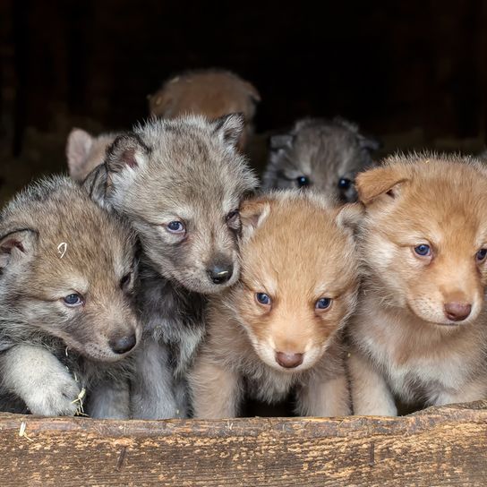 Saarloos Wolfshund Welpen