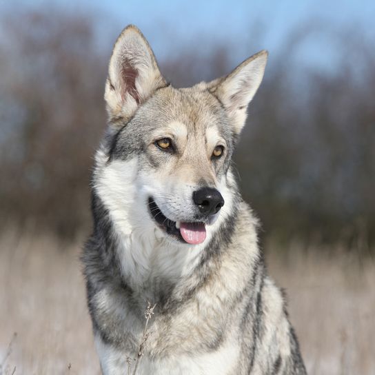 Saarlooswolfshund in der Steppe