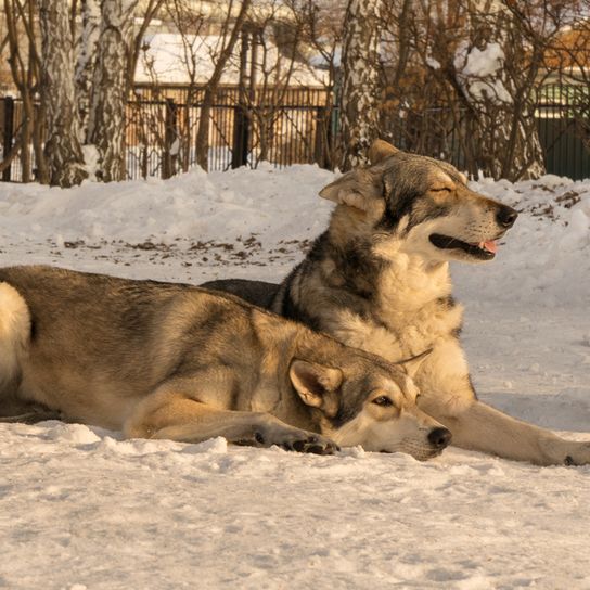 Saarlooswolfshündin, Hündinnen am Schnee, Wolfshund aus Holland weiblich