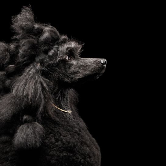 Hund, Canidae, Schwarz, Hunderasse, Pudel, Standardpudel, Fleischfresser, Hundefrisur für langhaarigen Hund, Königspudel schwarz, großer schwarzer Hund mit lockigem Haar, Riesenpudel