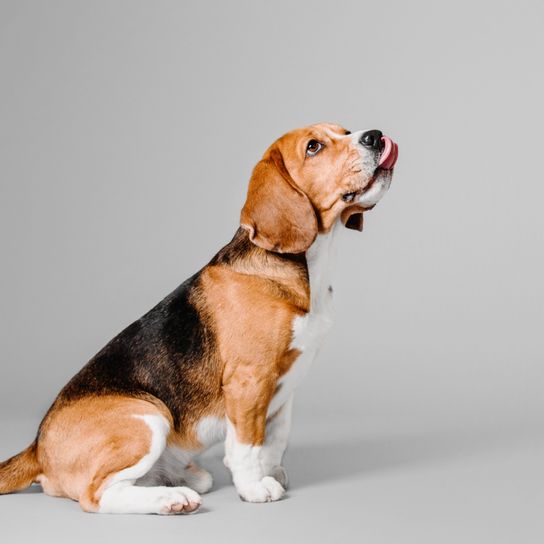 Hund, Säugetier, Wirbeltier, Hunderasse, Canidae, Beagle-Harrier, Fleischfresser, Beagle, sitzender nach oben schauender Beagle vor grauem Hintergrund