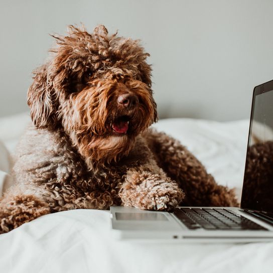 brauner spanischer Wasserhund liegt im Bett und sitzt neben einem laptop, Hund mit vielen Locken, Hund ähnlich Goldendoodle, Hund ähnlich Pudel, Lockiges Fell beim mittelgroßen Hund, großer Hund aus Spanien