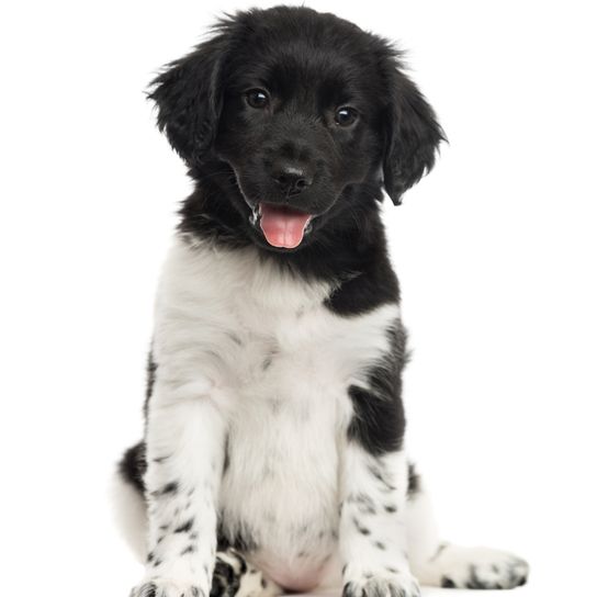 Stabij Welpe, Stabyhoun Hund aus Holland, schwarz weiße Hunderasse mit schwarzen Punkten, Hunderasse mit schwarzem Kopf und weißem Körper, holländische Hunderasse, Niederlande Hund