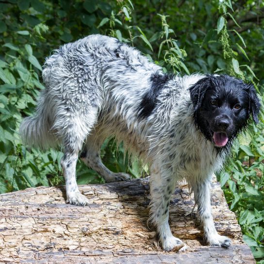 Stabijhoun Hund, Stabyhoun, Hunderasse aus Holland, schwarz weißer Jagdhund mit langem Fell