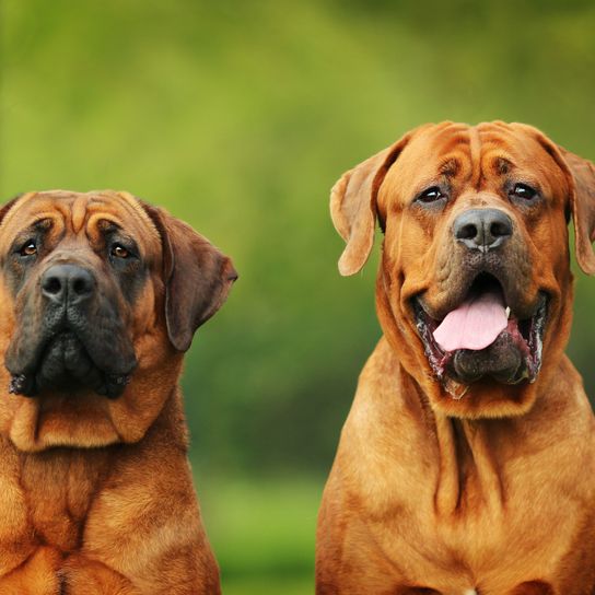 zwei ausgewachsene große Tosa Inu Hunde, großer brauner Hund der auf der Liste steht, japanischer Kampfhund mit dunkler Schnauze, Hund mit kurzem Fell
