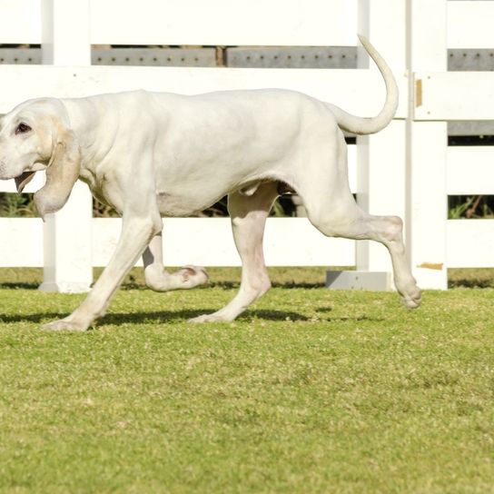 Porcelaine Hund aus Frankreich, großer Jagdhund, Hund mit sehr langen Schlappohren, Chien de Franche-Comté, weiße Hundeasse groß
