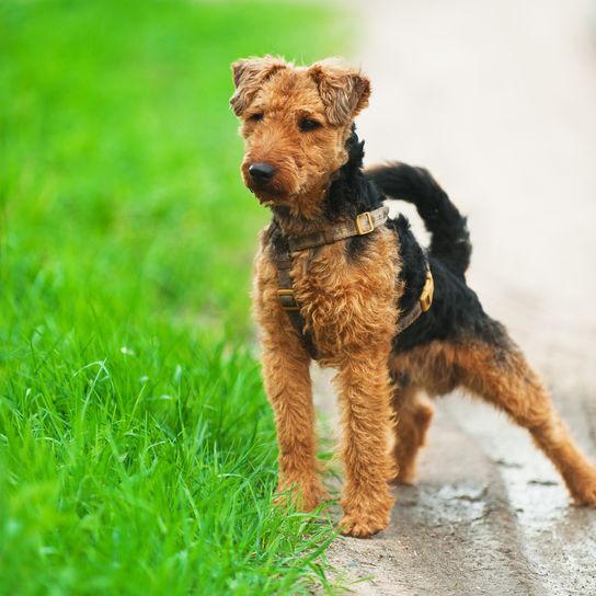Optik eines Welsh Terrier, Hund ähnlich Foxterrier, Hunderasse aus Wales, Hunderasse aus Großbritannien, englische Hunderasse, Jagdhunderasse, Stöberhund