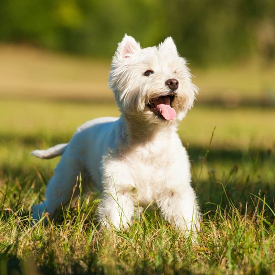 West Highland White Terrier im Gras lacht, kleiner weißer Hund mit Barthaaren, Hund ähnlich Malteser