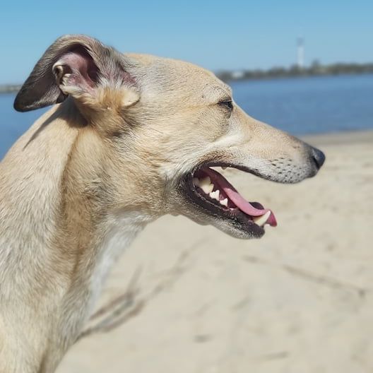 Himmel,Wasser,Kiefer,Halsband,Hunderasse,Arbeitstier,Kitz,Fleischfresser,Hund,Glücklich,