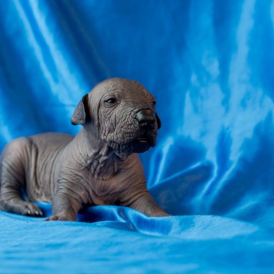 Xolo Welpe liegt auf blauem Hintergrund, eine Woche alter Welpe ohne Haare, Hund ohne Fell