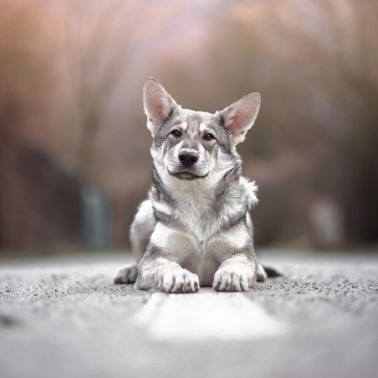 Wolfshund mit großen Ohren aus Holland, Saarlooswolfhund