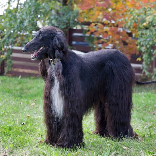 Dog,Mammal,Vertebrate,Canidae,Dog breed,Afghan hound,Carnivore,Sighthound,Sporting Group,Companion dog,