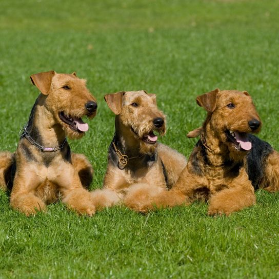 Airedale Terrier dogs lying in threes on a meadow, brown black dog with tilt ears look similar to dog breed fox terrier, large dog breed with curls