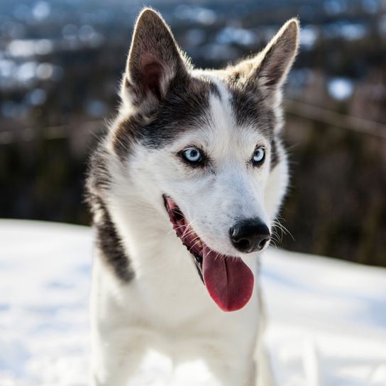 Alaskan Husky Lying, Black and White Running Dog, American Dog Breed for Sledding, Sled Dog, Working Dog, Dog with Standing Ears
