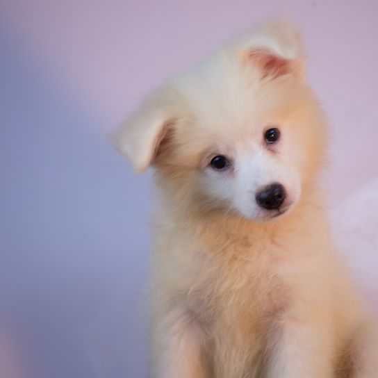 American Eskimo Dog puppy, small white puppy with long fur and prick ears