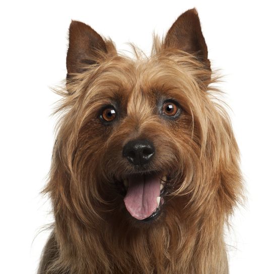 Australian Terrier, small dog breed, Australian dogs, dog with standing ears, terrier dog, beginner dog breed, dog for the city, sheepdog small, rat hunting, dog that hunted rats, dog with mane