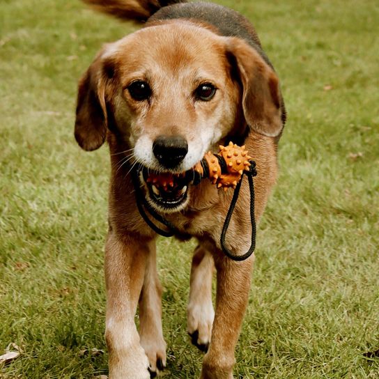 Dog,Dog breed,Carnivore,Companion dog,Fawn,Snout,Grass,Sporting group,Whiskers,Plant,