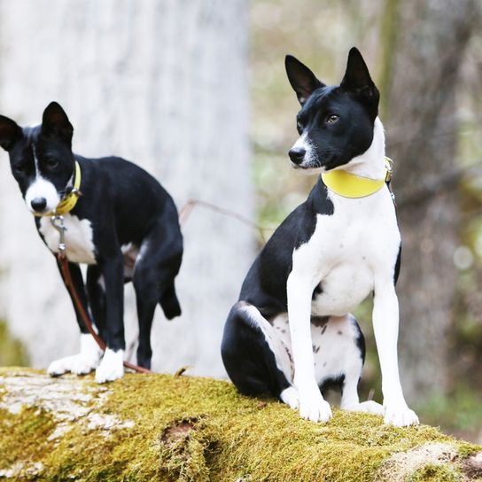 black and white Basenji with prick ears near a forest, two Basenji dogs that look special, dog that is medium sized and has prick ears and short coat