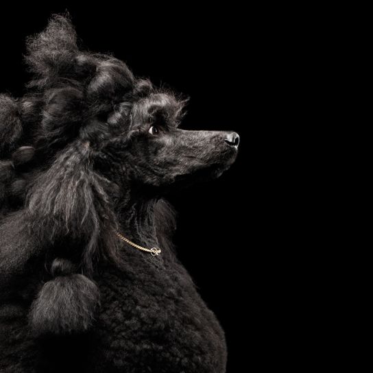 Dog,Canidae,Black,Dog breed,Poodle,Standard Poodle,Carnivore,Sporting Group,Snout,Toy Poodle,