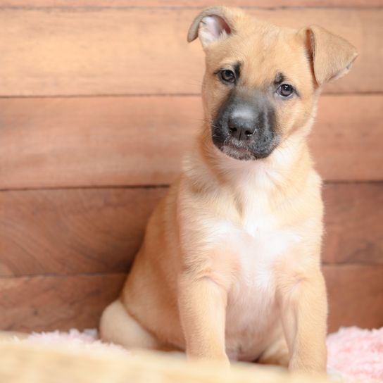 Black Mouth Cur puppy, brown dog with black mask, black muzzle, dog with tilt ears, dog that looks similar to Belgian Shepherd, guard dog from America, American dog breed