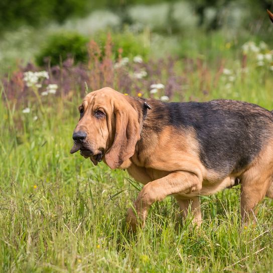Dog brown black looking for a prey, hunting dog breed, bloodhound, bloodhound, hunting dog with long black and long floppy ears, hubertus dog