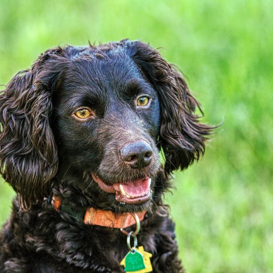 brown boykin spaniel with wavy ears, dog with wavy hair
