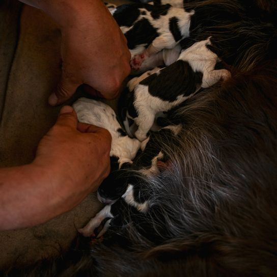 Boykin spaniel gives birth to some black and white puppies, dog giving birth, boykin puppies