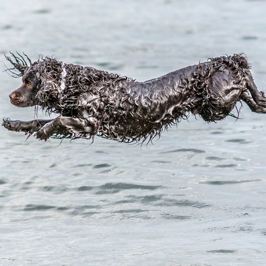 Boykin Spaniel bounces in the water