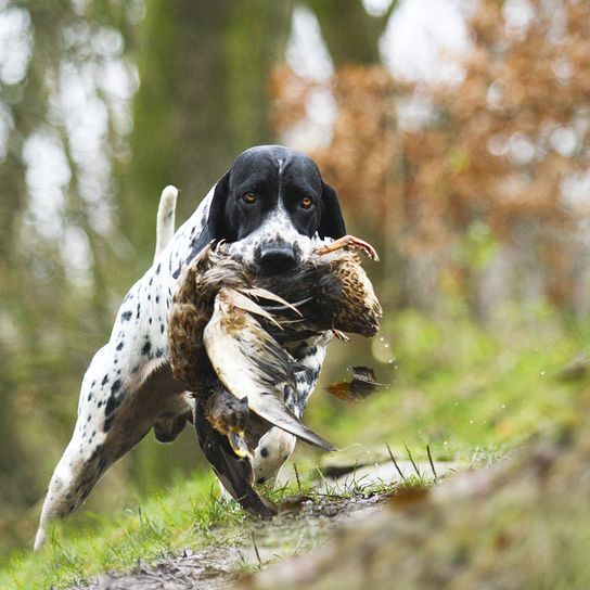 Braque d`Auvergne breed description, temperament and appearance of the french pointing dog, black and white hunting dog, hunting dog breed from France, Braque d Auvergne hunting dog with prey