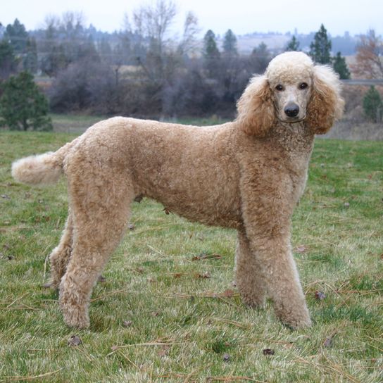 Dog,Mammal,Vertebrate,Dog breed,Canidae,Standard Poodle,Poodle,Carnivore,Companion dog,Goldendoodle,