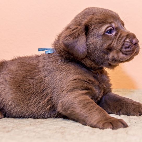 brown Labrador Wele Mammal,Vertebrate,Dog breed,Dog,Canidae,Puppy,Carnivore,Sporting Group,Companion dog,Liver,