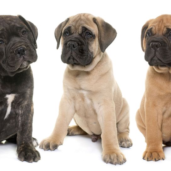 Dog,Mammal,Vertebrate,Dog breed,Canidae,Bullmastiff,English mastiff,Carnivore,American mastiff,Giant dog breed,