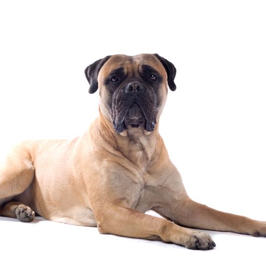 Dog,Mammal,Vertebrate,Dog breed,Canidae,Bullmastiff,Carnivore,English mastiff,American mastiff,Boerboel,