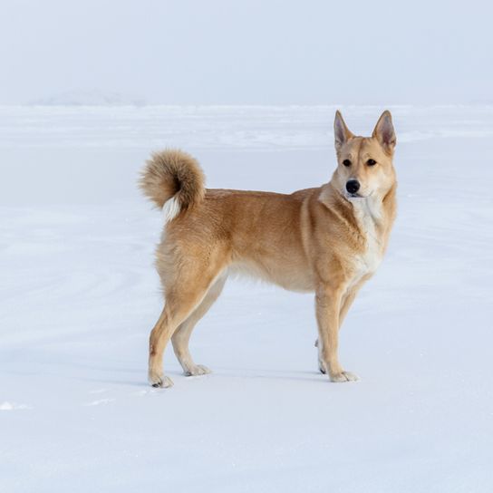 Canaan dog red white in snow, curled tail, dog with curled tail, dog that is red, dog similar to Shiba optical, brown white dog with standing ears, Isrealspitz, Israeli dog breed, large dog breed, pointed ears, standing ears