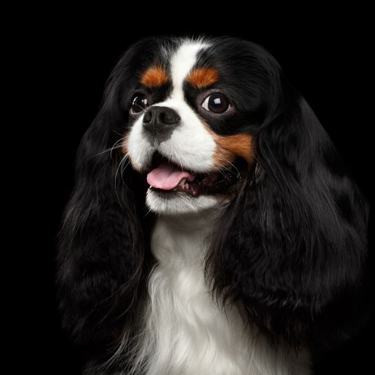 Dog,Vertebrate,Canidae,Mammal,Dog breed,King charles spaniel,Cavalier king charles spaniel,Carnivore,Snout,Companion dog,