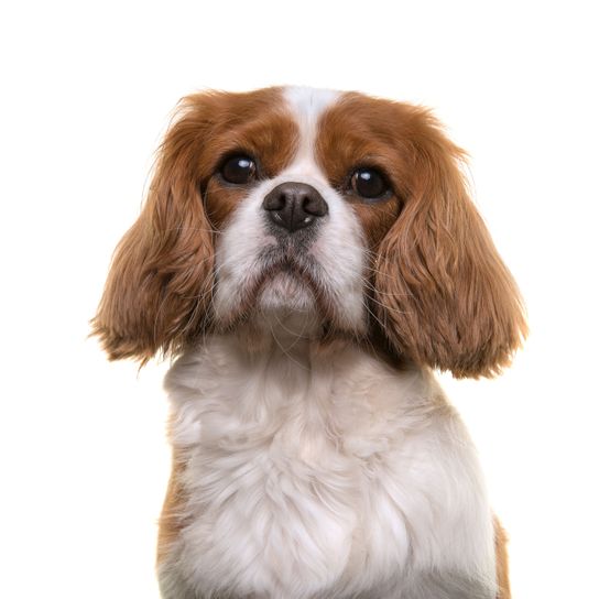 Dog,Mammal,Vertebrate,Canidae,Dog breed,King charles spaniel,Carnivore,Cavalier king charles spaniel,Companion dog,Spaniel,