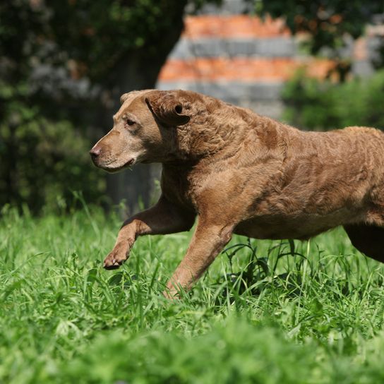 Chesapeake Bay Retriever brown jumps across a field to catch a prey, retriever dog, water dog, retriever breed, dog breed, brown big dog