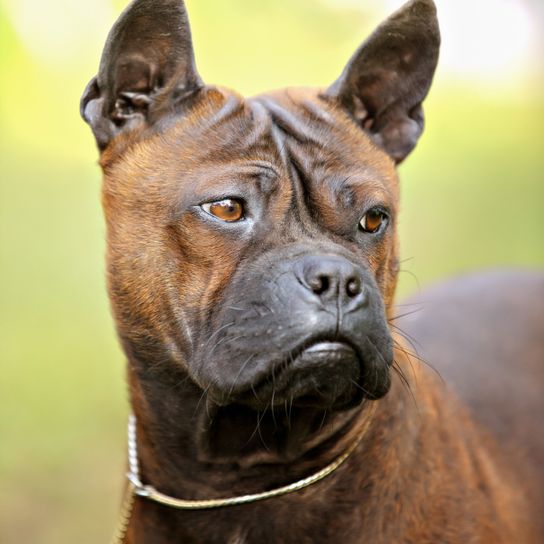 Mammal,Dog,Vertebrate,Canidae,Dog breed,Snout,Carnivore,Alaunt,American pit bull terrier,Whiskers,