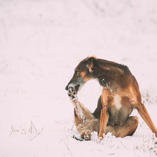 Chrotaj breed description, short haired greyhound, giant dog breed, greyhound breed from Russia, Russian dog breed, Chortaja Borzaja, Hortaya Borzaya, Hort, Horty, brown dog with tilt ears in the snow