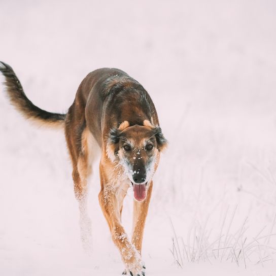 Chrotaj breed description, short haired greyhound, giant dog breed, greyhound breed from Russia, Russian dog breed, Chortaja Borzaja, Hortaya Borzaya, Hort, Horty, brown dog with tilt ears in the snow