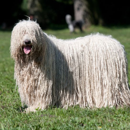 Komondor, Hungarian Dog, Shaggy Dog, Dreadlocked Dog, Huge Dog Breed, Large Dog, Biggest Dog in the World, White Large Breed, Dog from Hungary