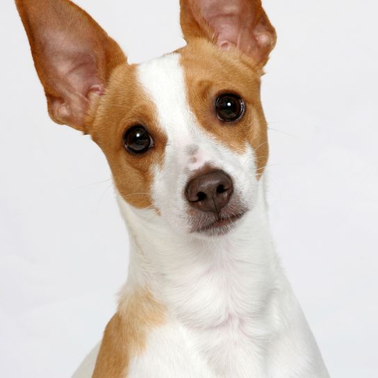 Breed description Decker Hunting Terrier, Decker Rat Terrier, large rat terrier, American dog breed, unknown dog breed, not recognized by FCI, brown white dog with prick ears from America, small dog breed, dog with stubby tail, tail is stubby