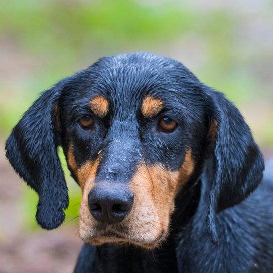 erdelyi-kopo, hungarian dog breed, dog from Hungary, big brown black dog similar to Doberman, Transylvanian dog