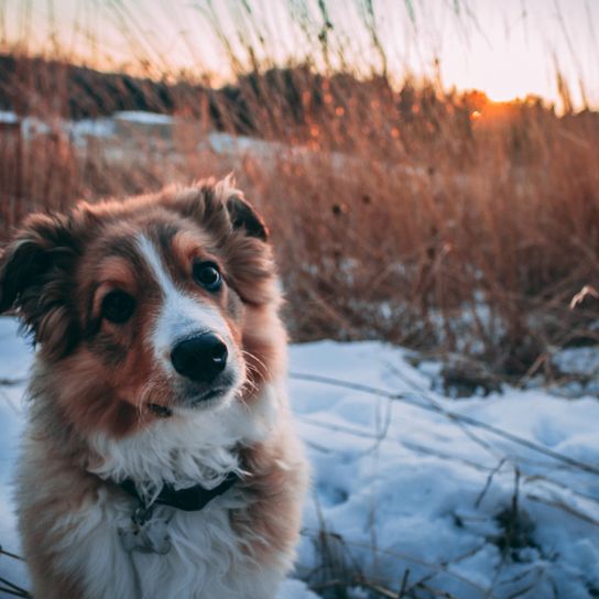 English Shepherd tricolor standing on a snow field and at sunset, tricolor dog with long coat, dog similar to Australian Shepherd, Collie, sheepdog from England, English dog breed, British dog breed