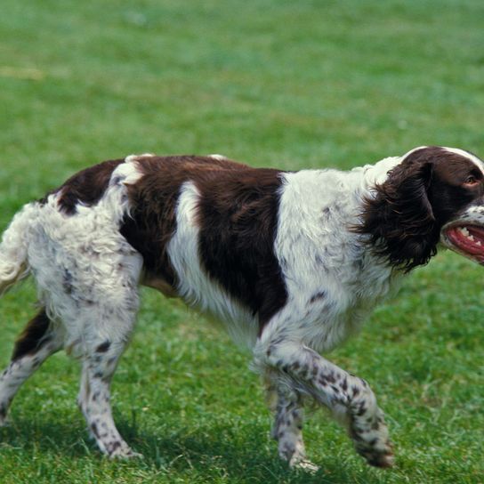 French Spaniel, Epagneul Français, Large Dog Breed from France, Hunting Dog, Hunting Dog Breed, Red and White Dog with Points, Spaniel or Pointer for French Hunters, Brown and White Dog with Wavy Coat, Long Coat