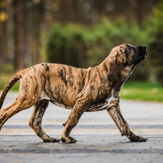 tigered Fila Brasileiro, brazilian dog breed, special dog breed, colouring like a tiger in a dog, tigered dog, puppy, brazilian dog with stripes