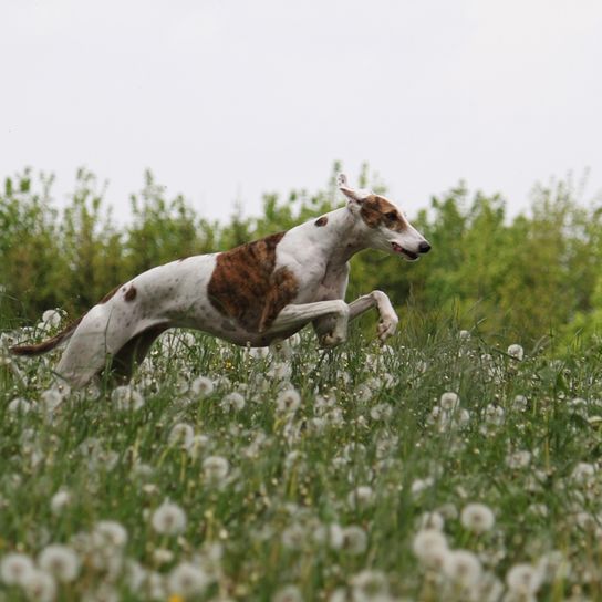Galgo Espanol, Spanish dog, greyhound from Spain, brown white greyhound, big dog breed, fast dog breed
